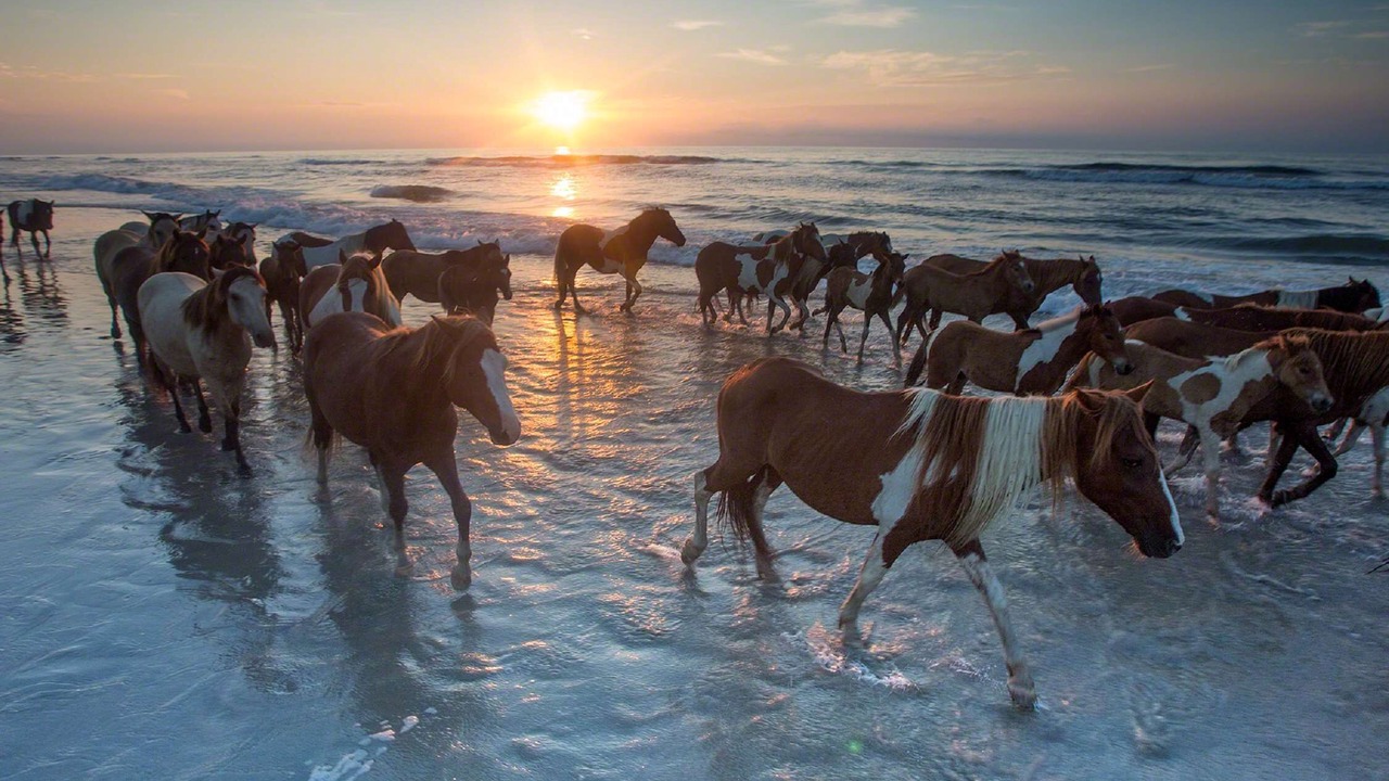 Photo of Outdoor in Chincoteague