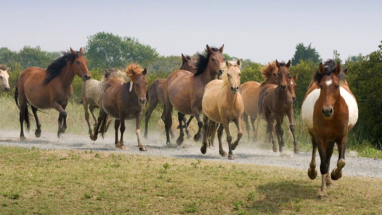 Photo of Outdoor in Chincoteague