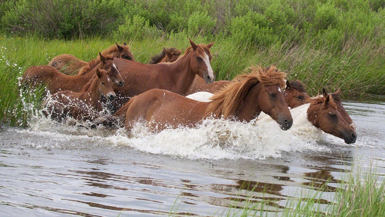 Photo of Outdoor in Chincoteague