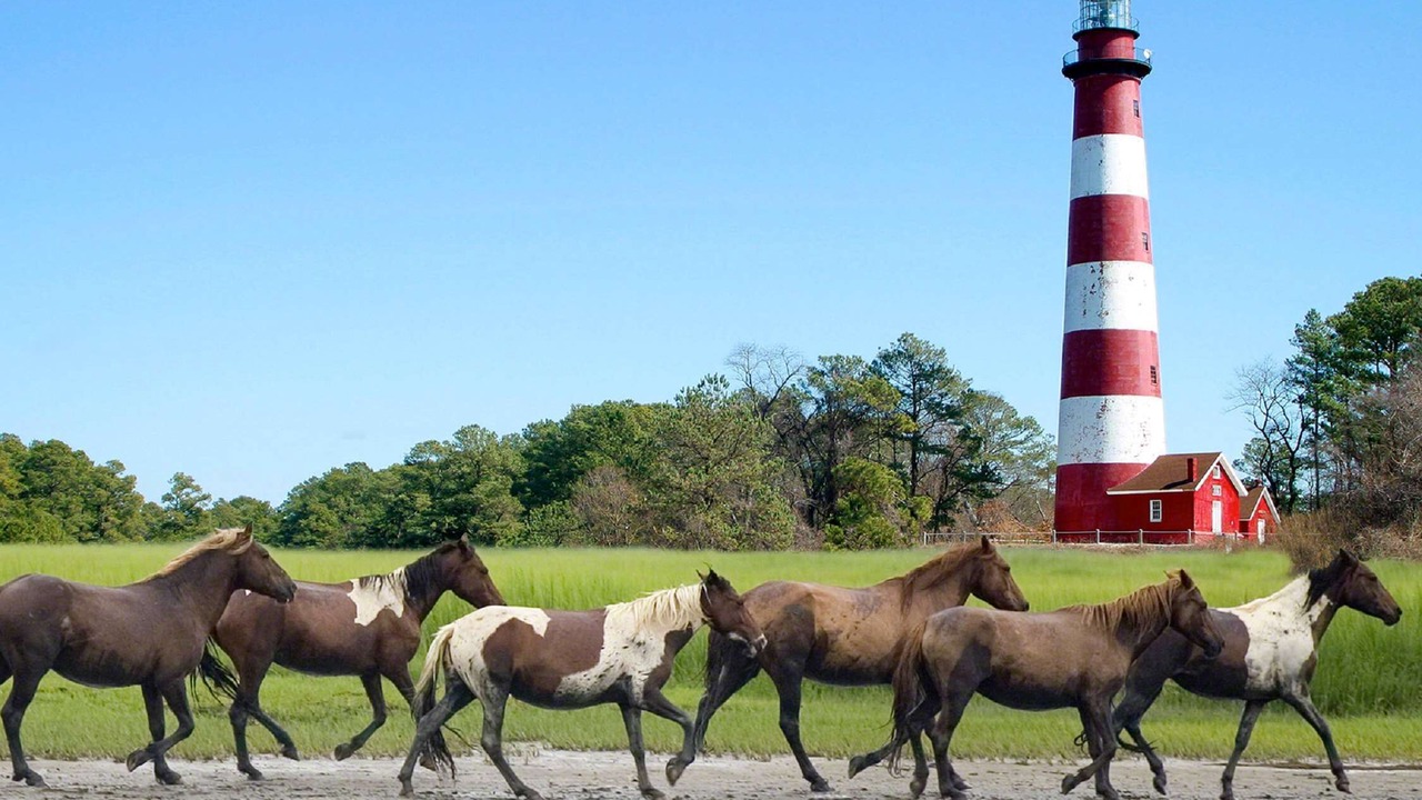 Photo of Outdoor in Chincoteague