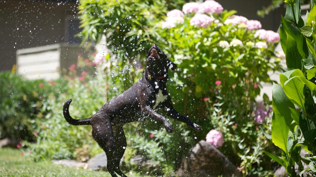 Photo of Outdoor in Guerneville