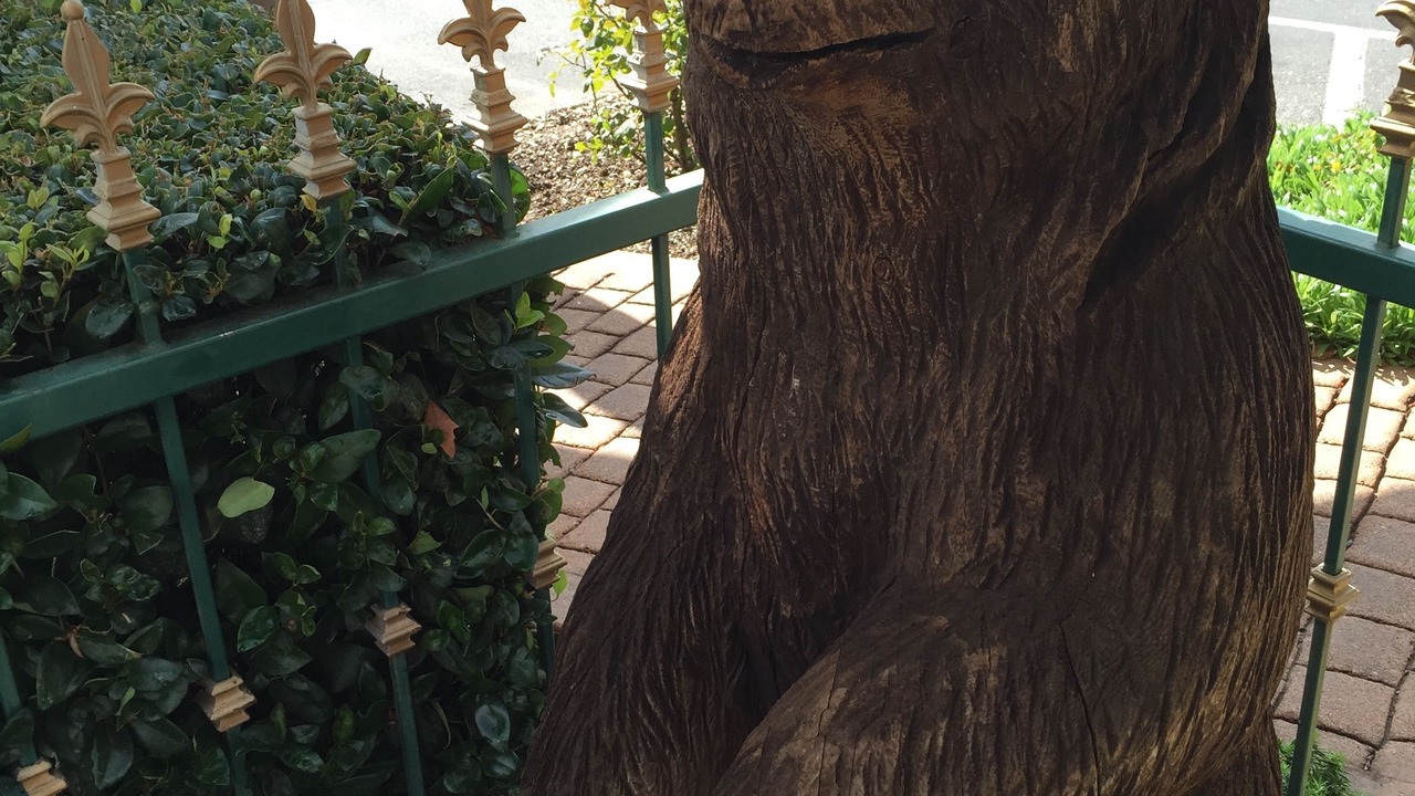 Photo of Outdoor in Mariposa