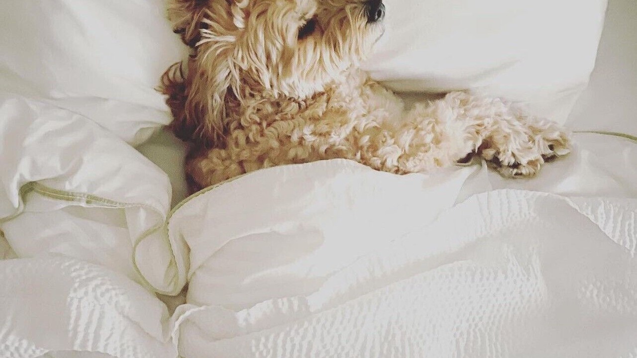 Photo of Others in Williamstown