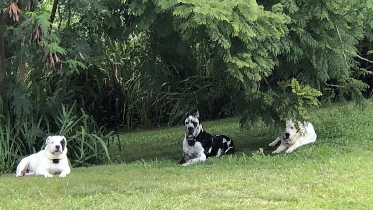 Photo of Outdoor in Naalehu