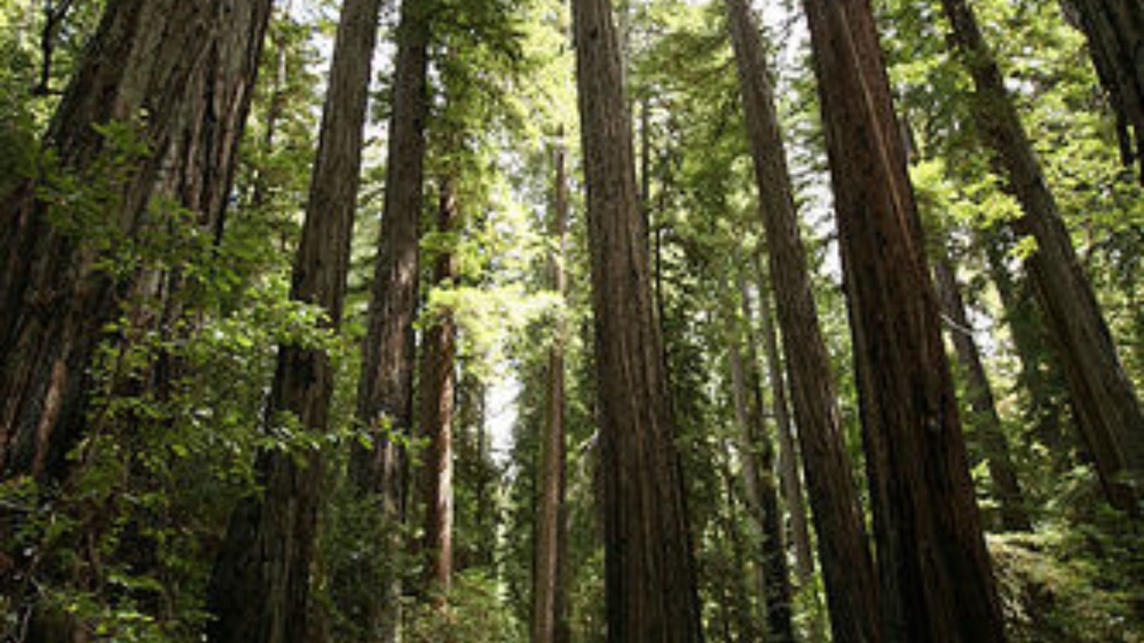 Photo of Outdoor in Mendocino