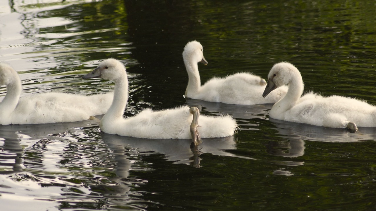 Photo of Outdoor in Courcelles-de-Touraine