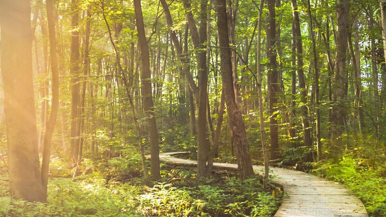 Photo of Others in Mereville