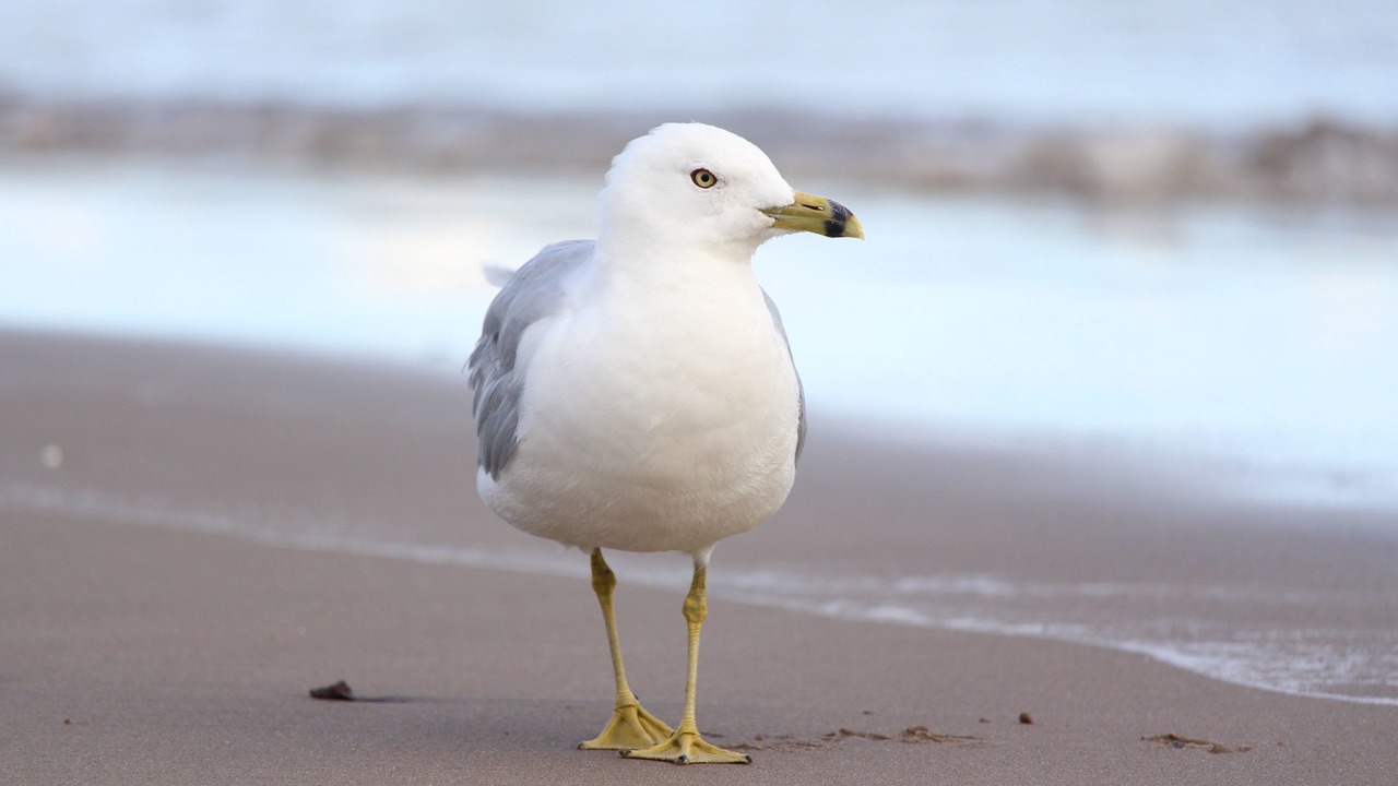 Photo of Others in Dieppe