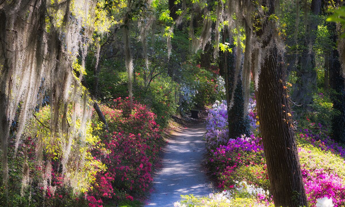 Photo of Others in Charleston