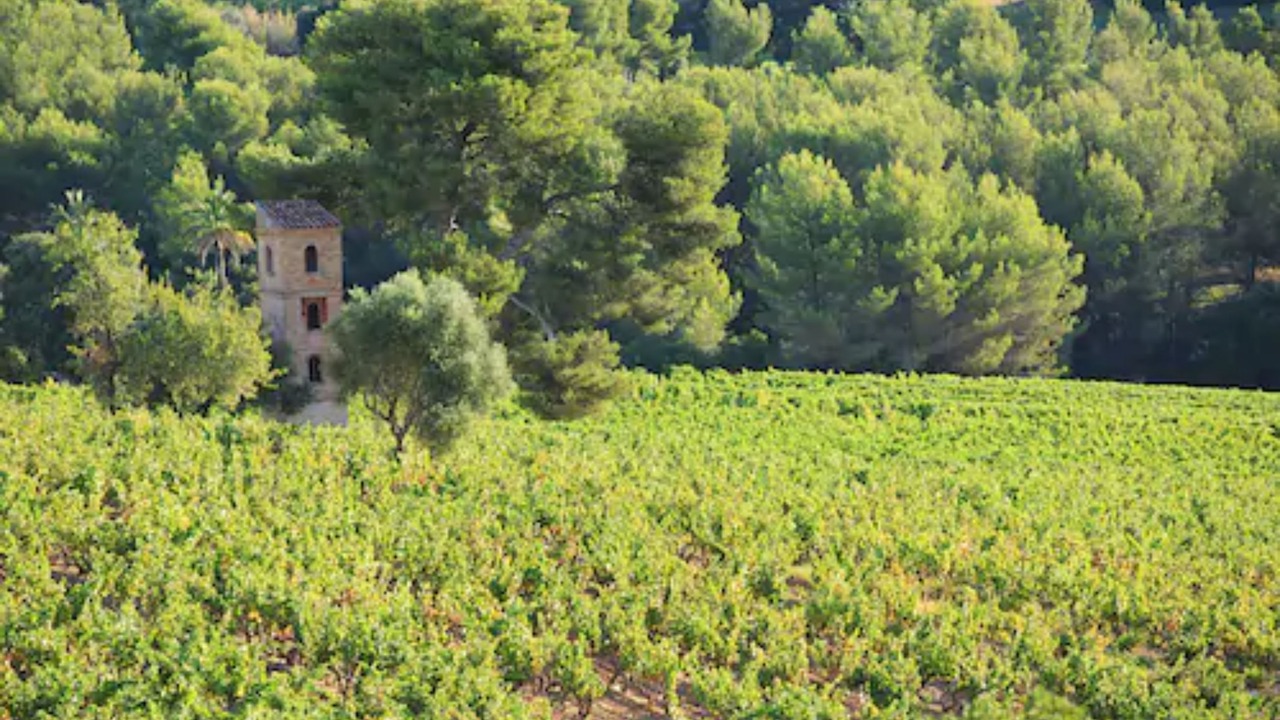 Photo of Others in Saint-Cyr-sur-Mer