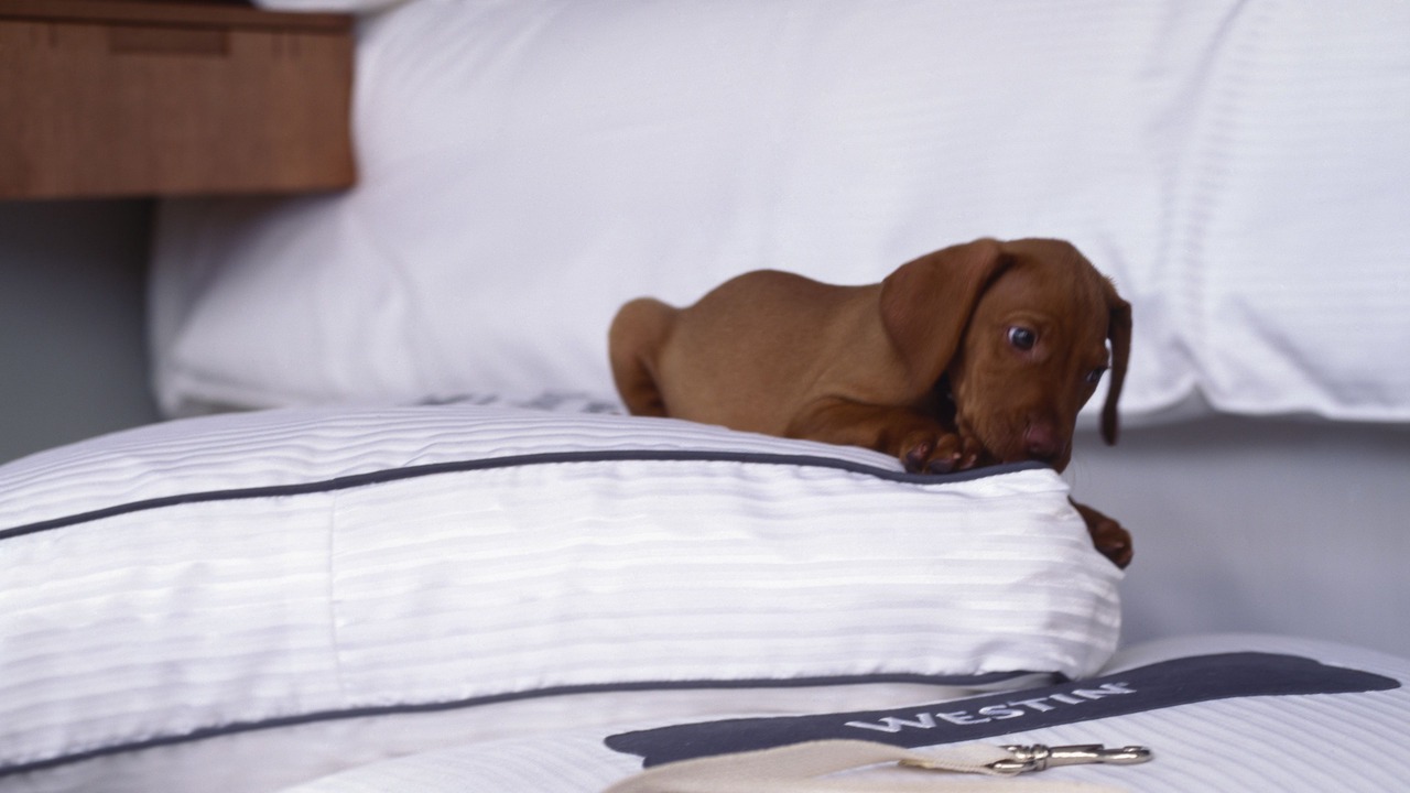 Photo of Others in Mount Laurel