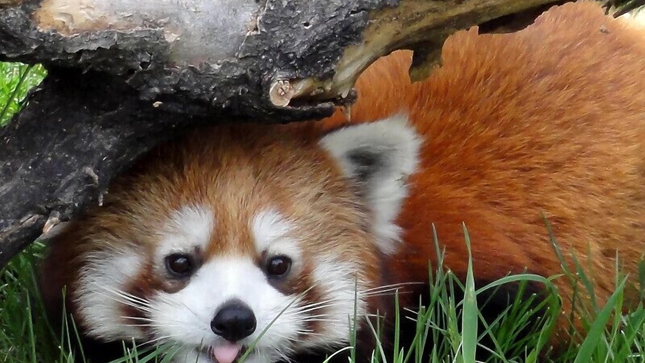Photo of Others in Banff Trail