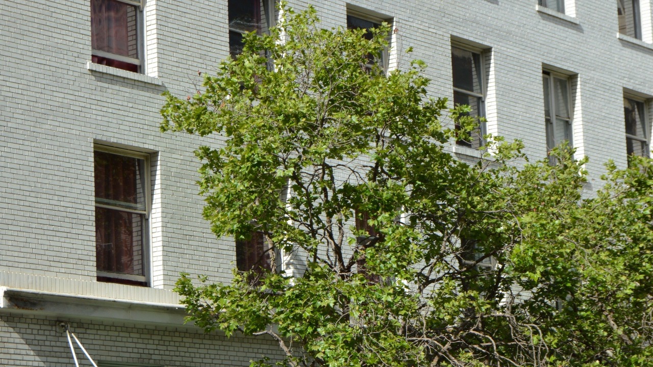 Photo of Outdoor in Chinatown