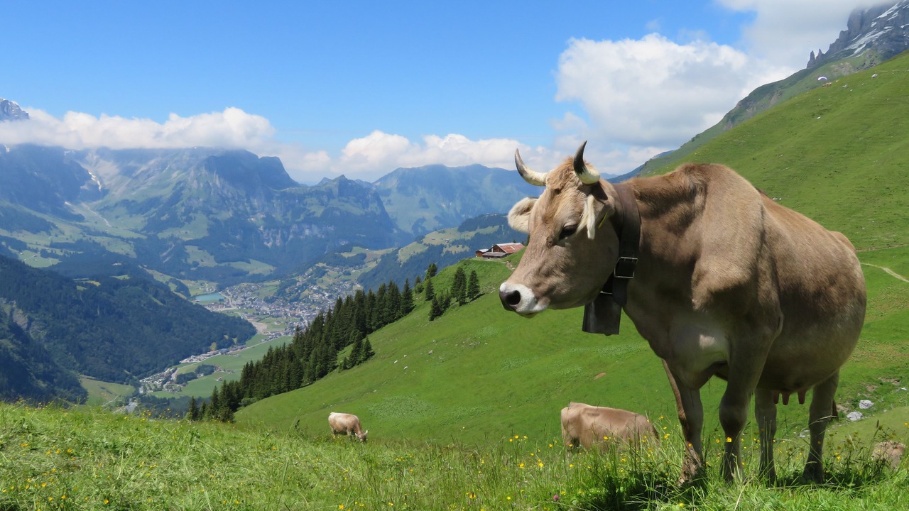 Photo of Outdoor in Engelberg