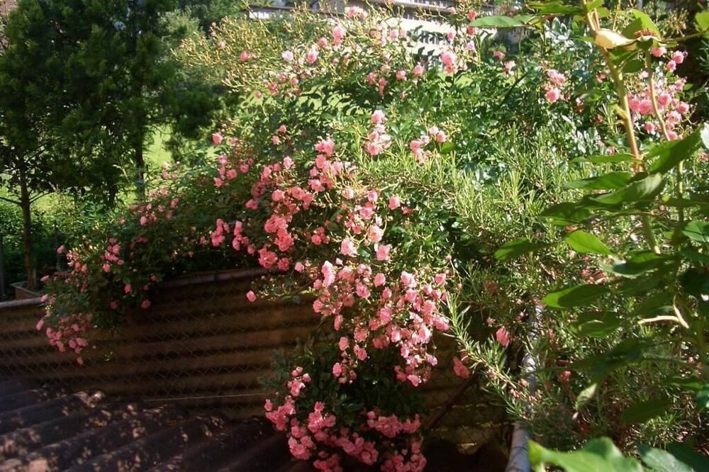 Photo of Outdoor in Flueelen