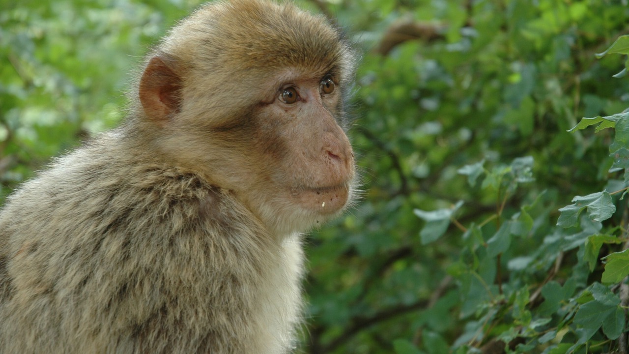Photo of Others in Rocamadour