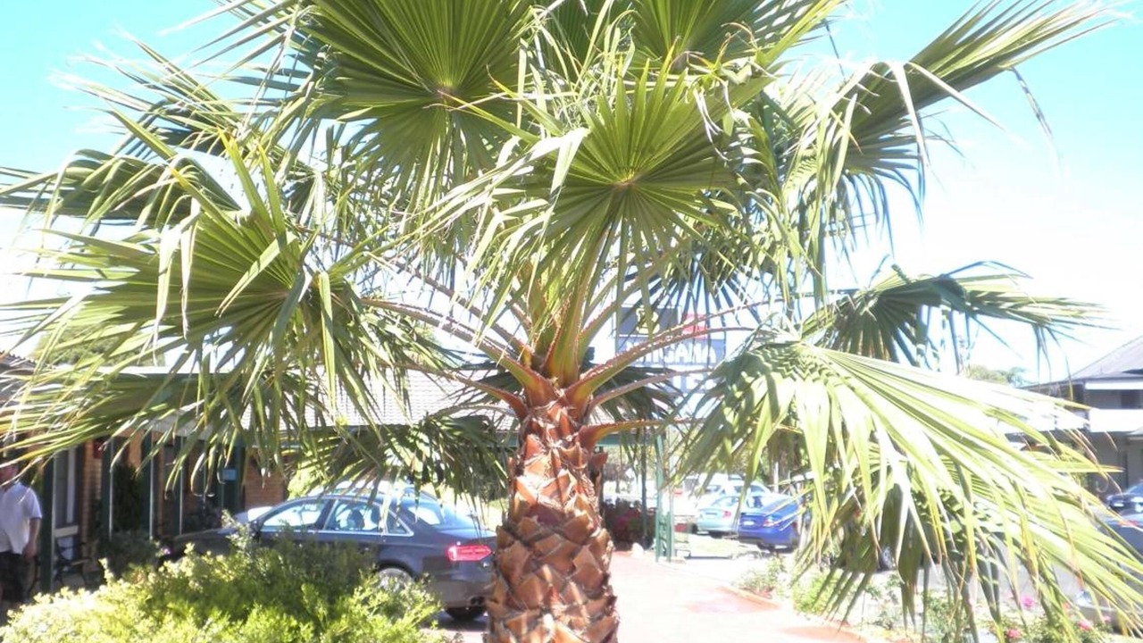 Photo of Outdoor in Central Mudgee