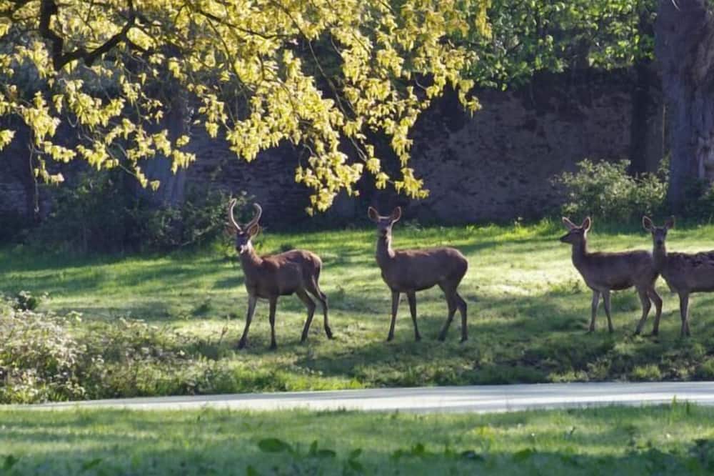 Photo of Others in Saint-Mars-du-Desert