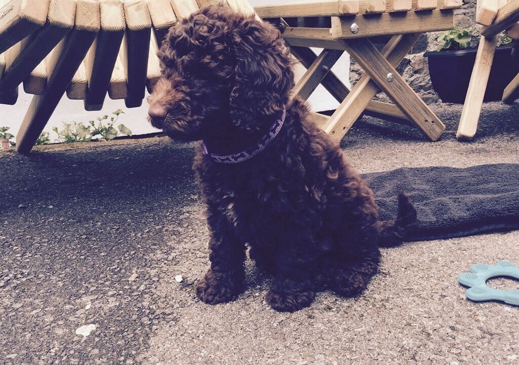 Photo of Outdoor in Buckfastleigh