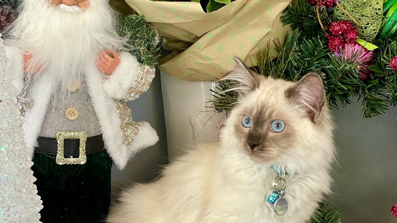 Photo of Others in Palmerston North