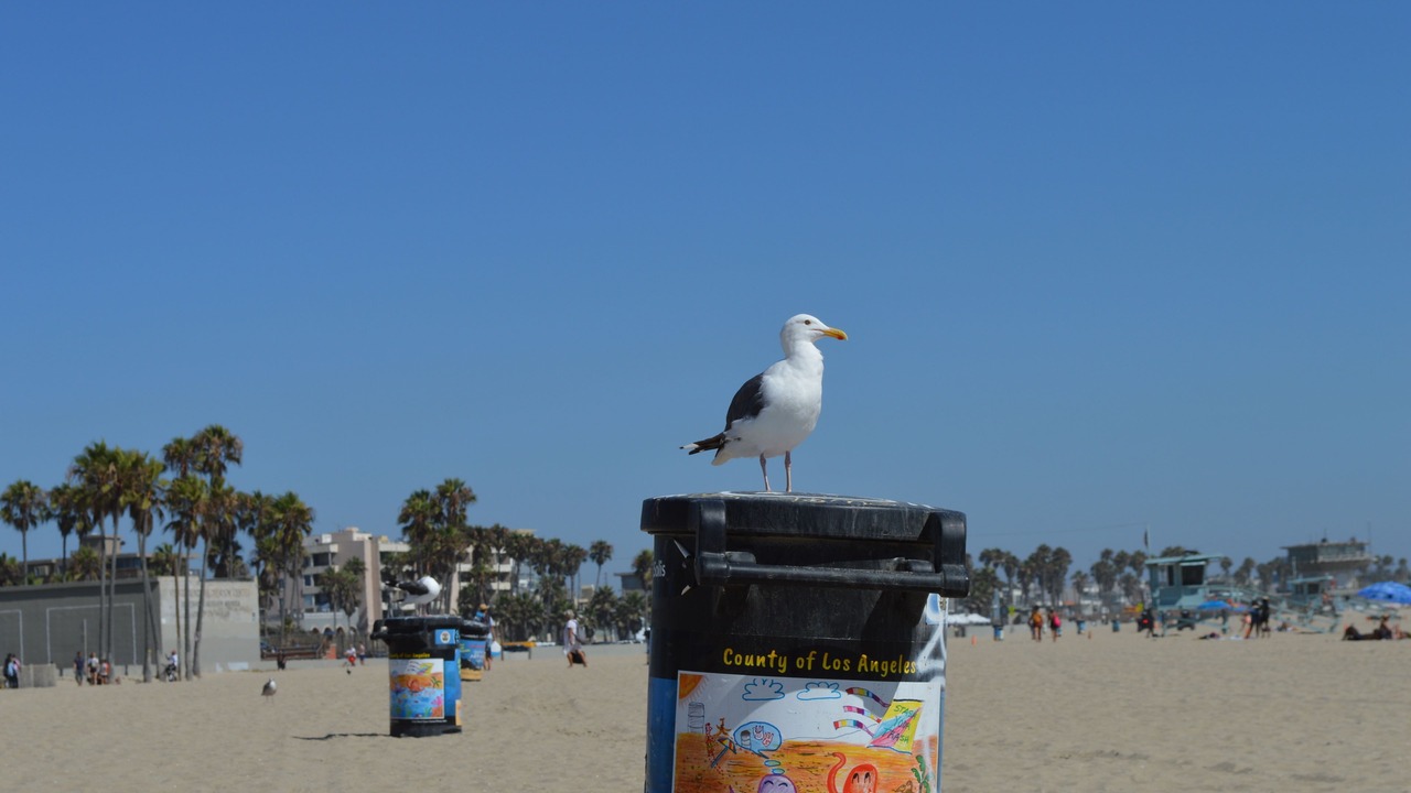 Photo of Others in Marina del Rey