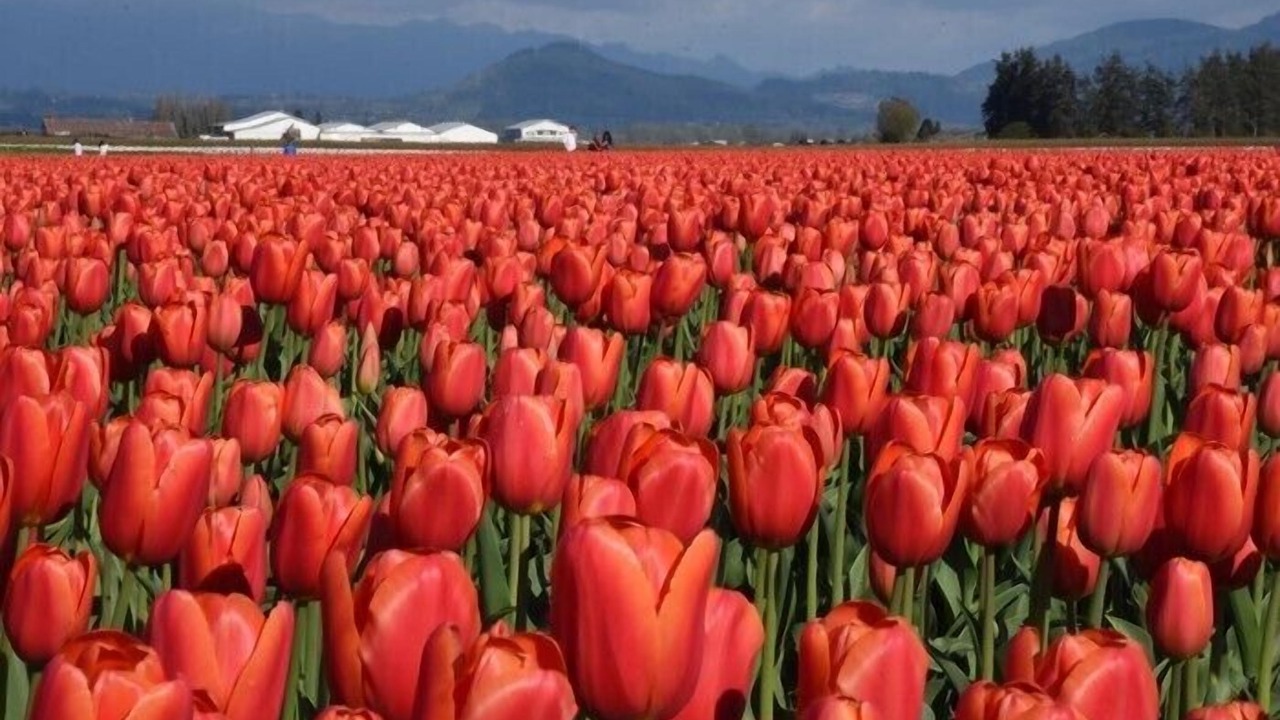 Photo of Others in La Conner