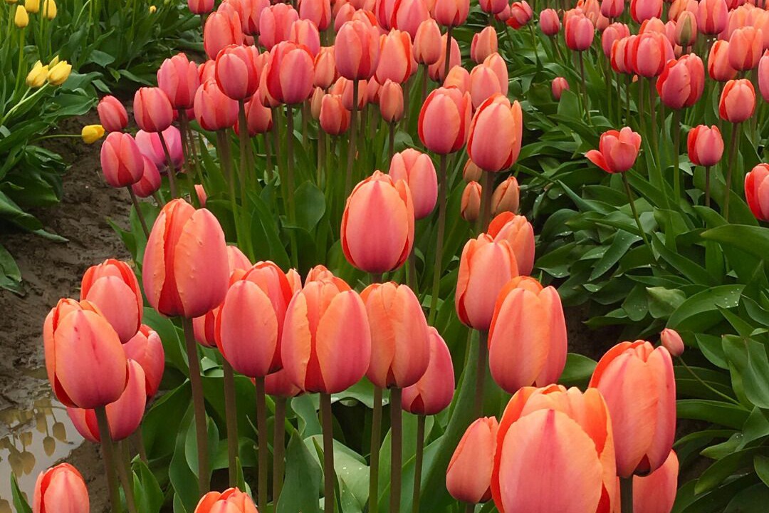 Photo of Others in La Conner