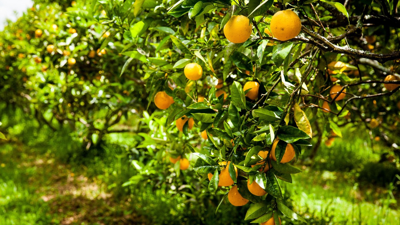 Photo of Outdoor in Kerikeri