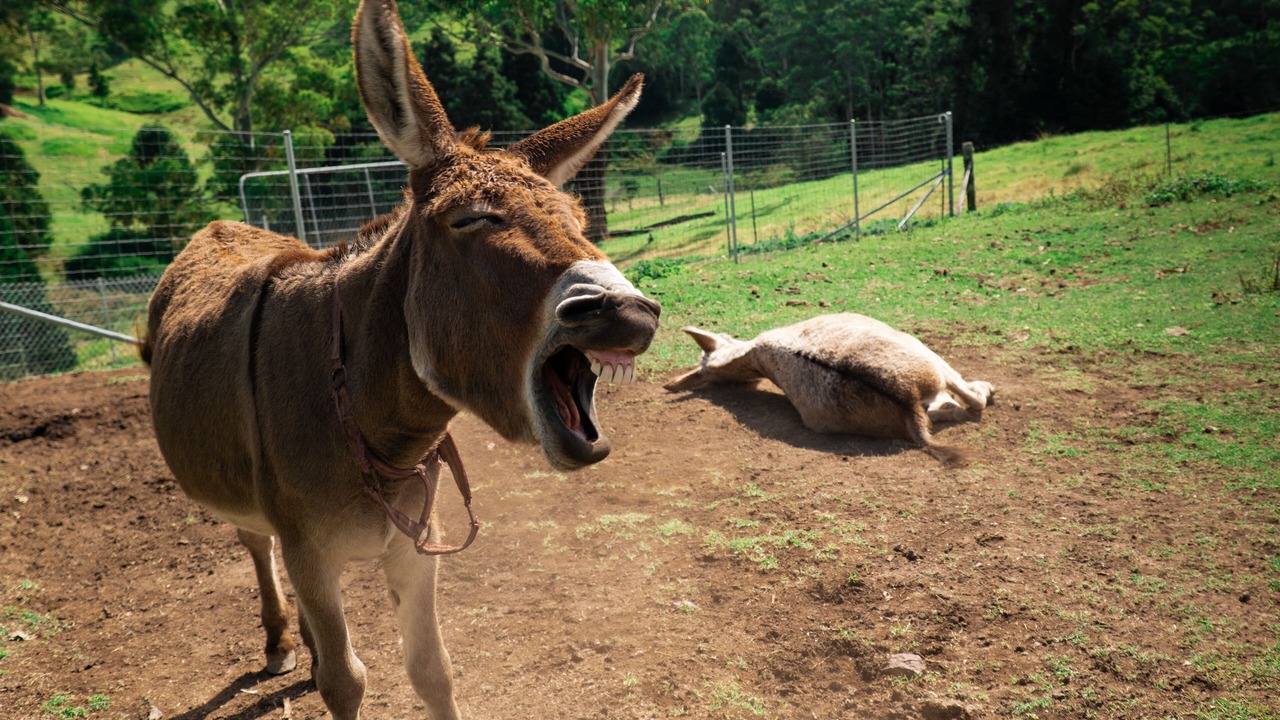 Photo of Outdoor in Witta