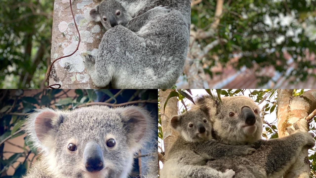 Photo of Outdoor in Witta