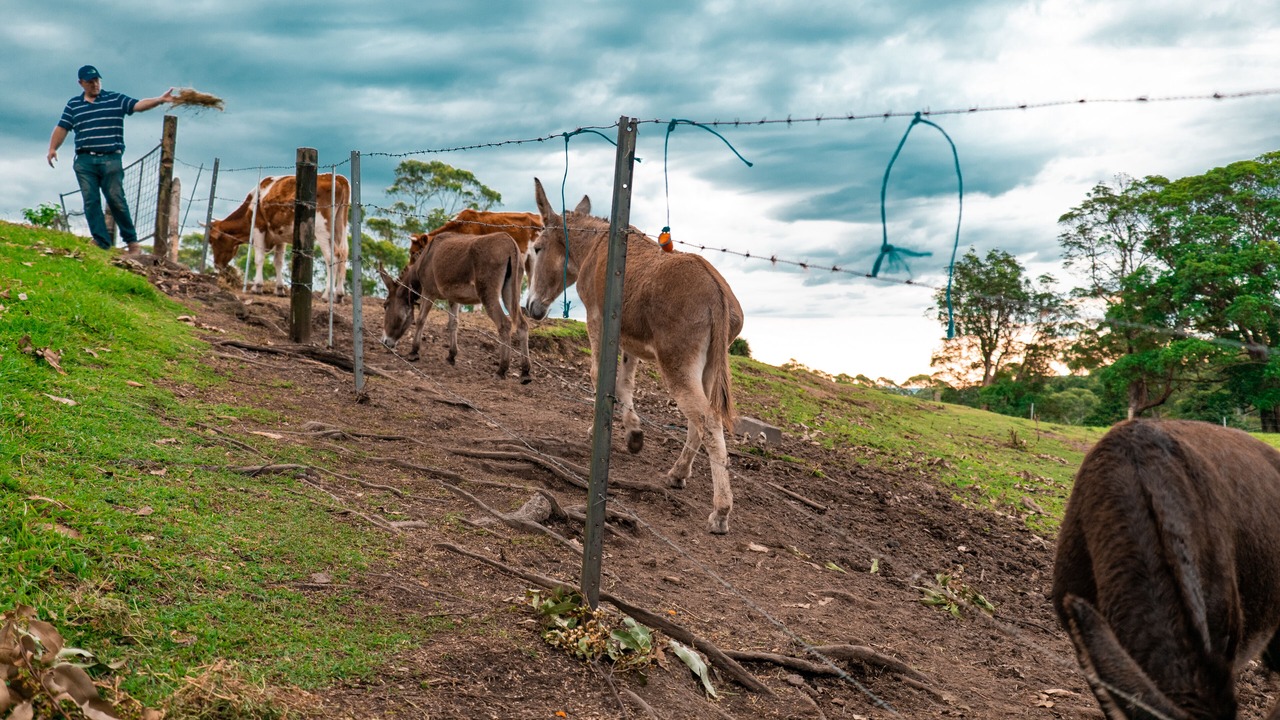 Photo of Outdoor in Witta