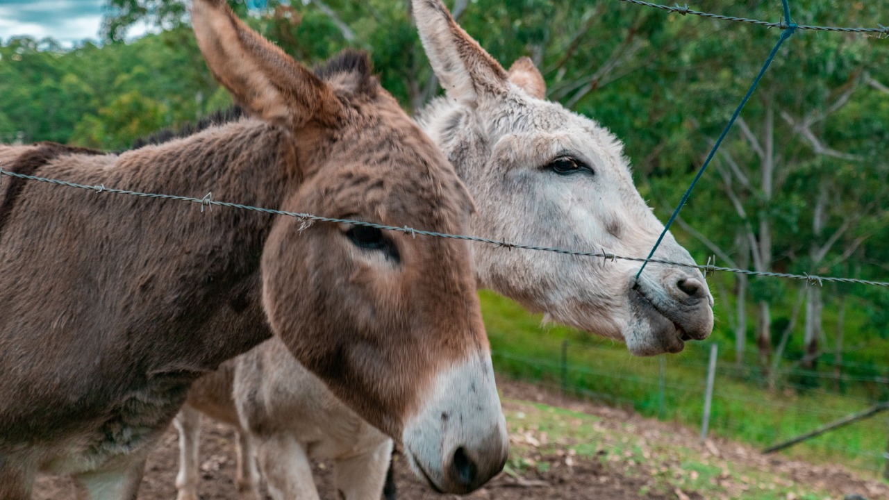 Photo of Outdoor in Witta