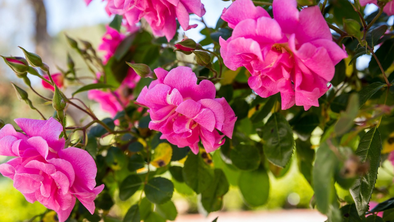 Photo of Outdoor in Tanunda