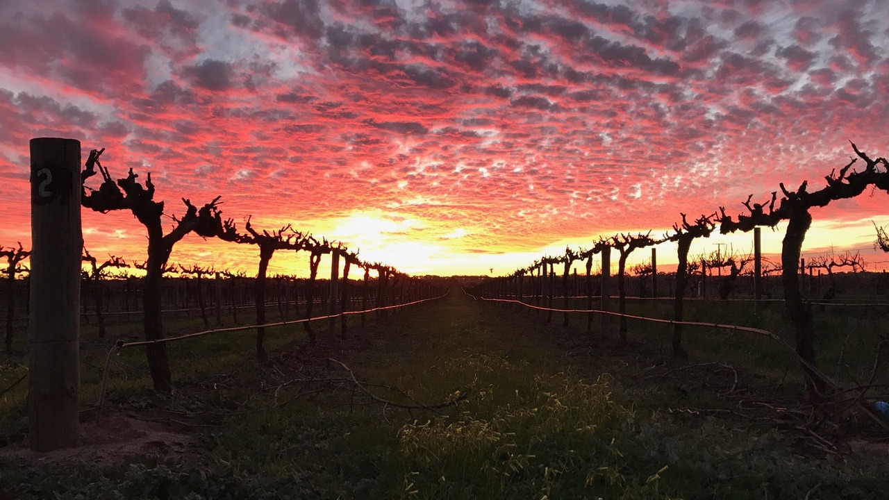 Photo of Outdoor in Tanunda