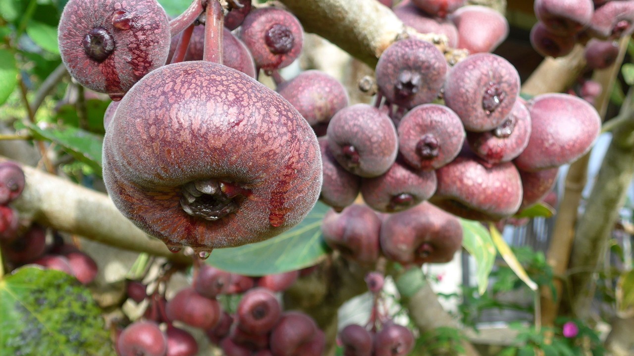 Photo of Outdoor in Kerikeri
