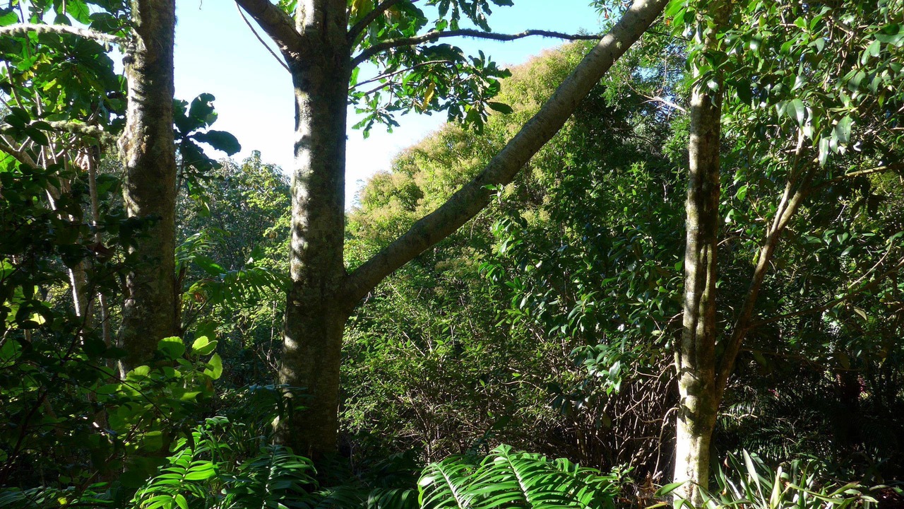 Photo of Others in Kerikeri