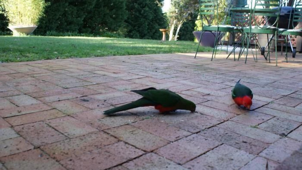 Photo of Patio Balcony in Bundanoon