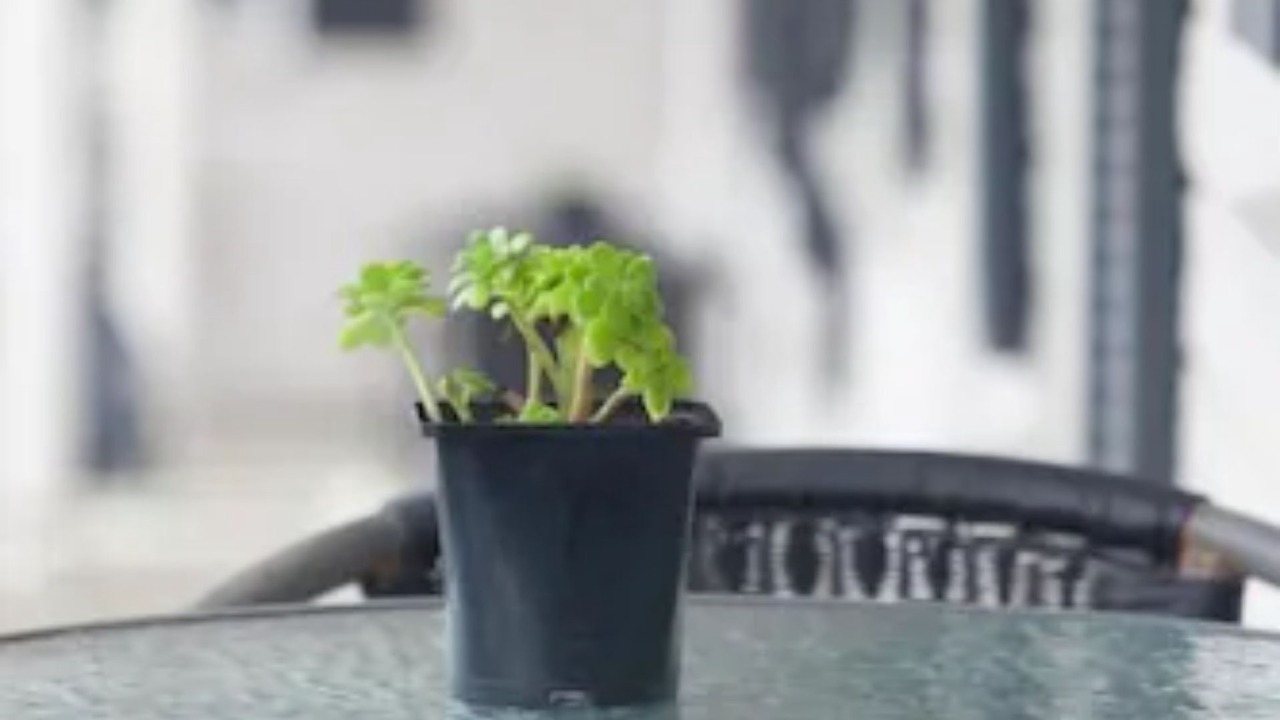 Photo of Patio Balcony in Otorohanga