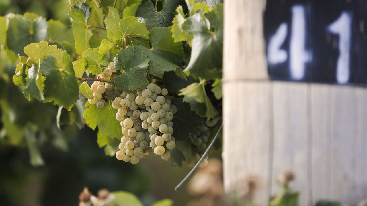 Photo of Others in Central Mudgee