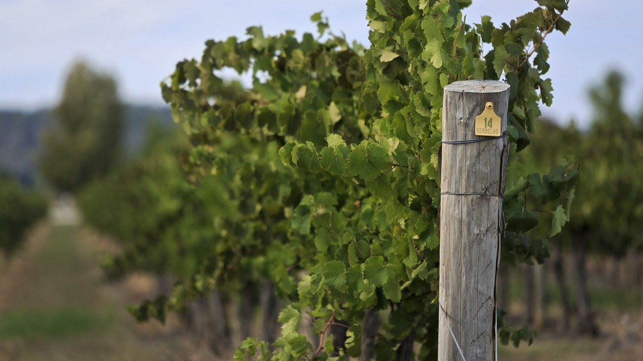 Photo of Others in Central Mudgee