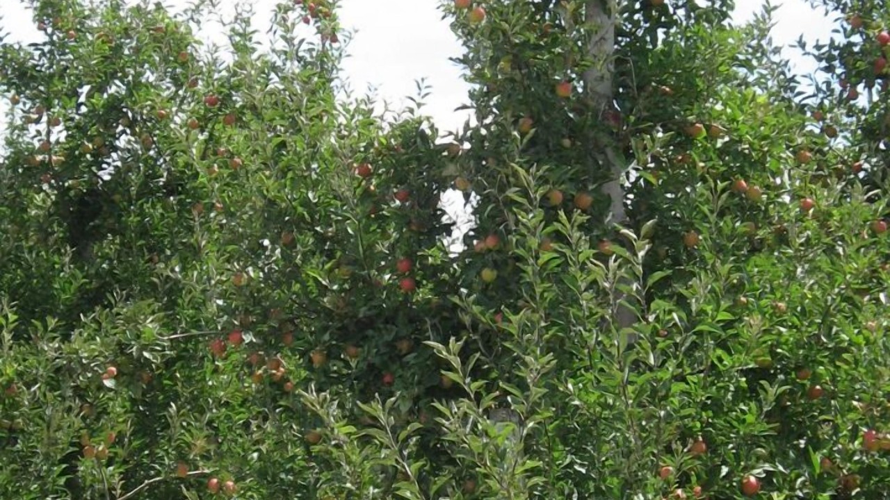 Photo of Others in Longlands