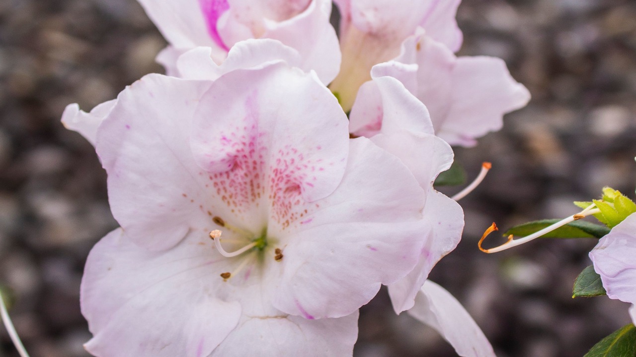 Photo of Outdoor in Waihi