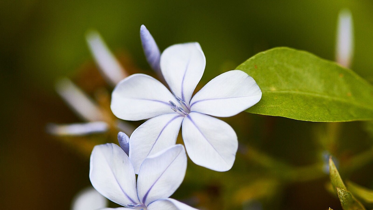 Photo of Outdoor in Dum Dum