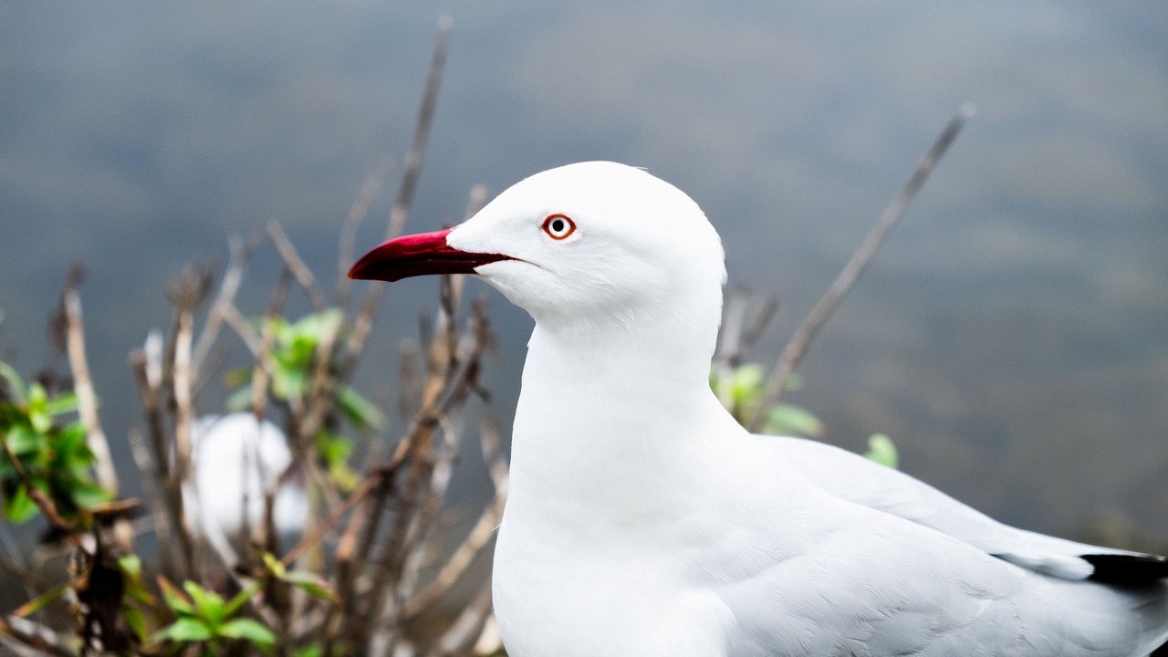 Photo of Others in Port Fairy