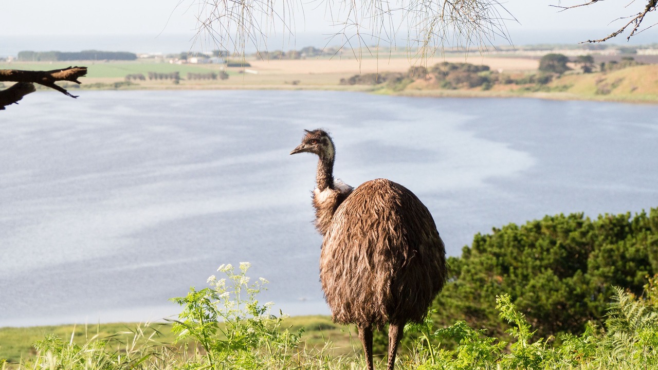 Photo of Others in Port Fairy