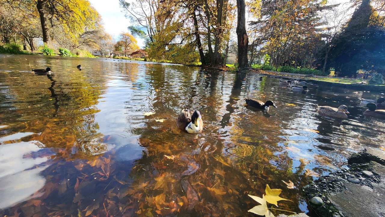 Photo of Others in Ashburton