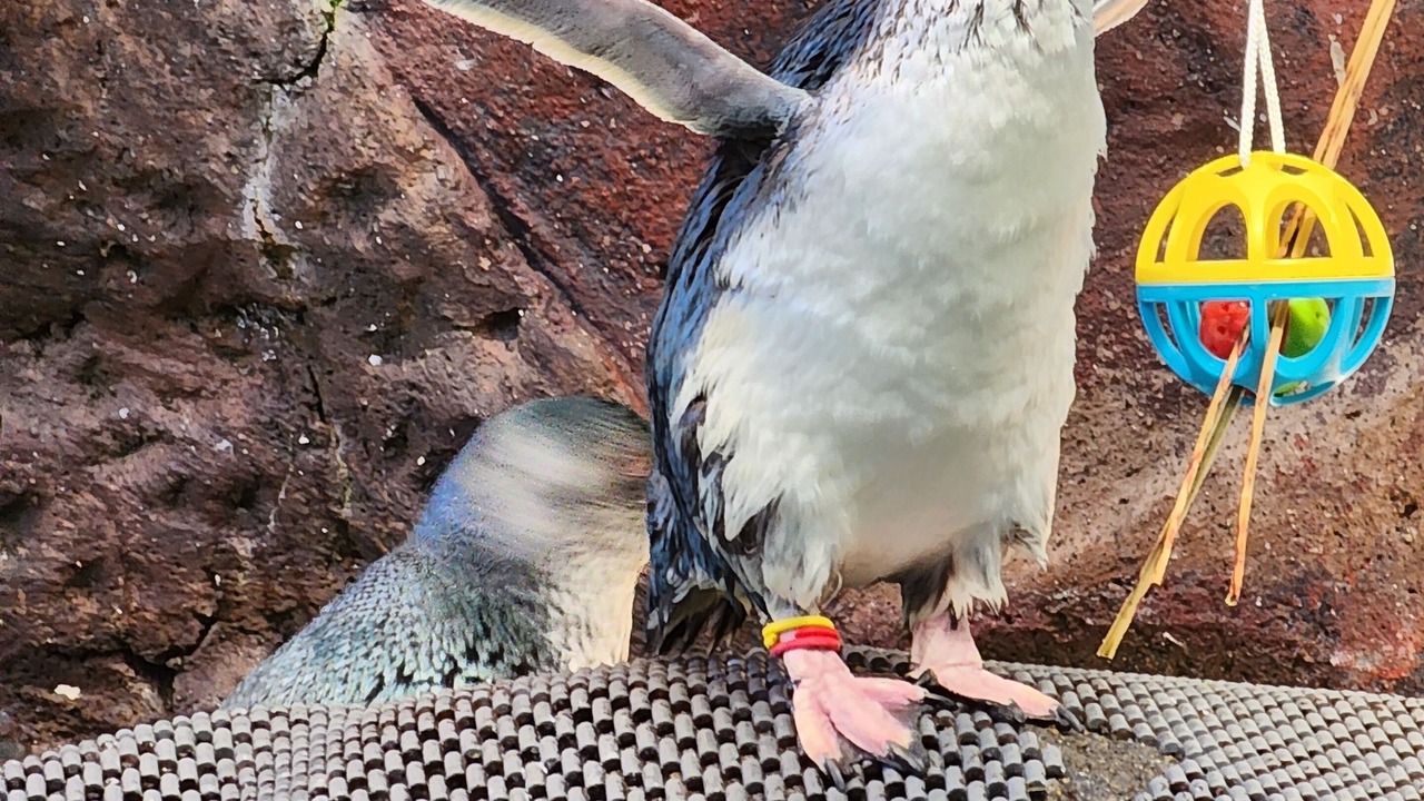 Photo of Others in Ashburton