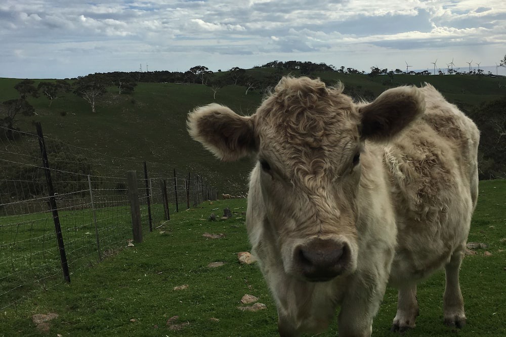 Photo of Outdoor in Cape Jervis