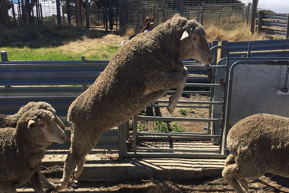 Photo of Outdoor in Cape Jervis