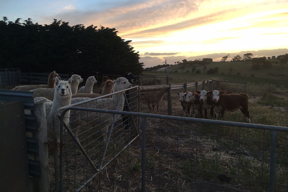 Photo of Others in Cape Jervis